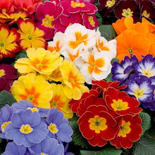 Primula Mixed Colors Easy-Grow Seeds for reliable seasonal color