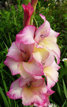 Gladiolus Flower for Light Green Garden Planting Seeds for a bright addition to the Light Green Garden Planting
