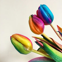 Tulip flower Seeds (Tulipa spp.) for colorful blooms in the home garden with vibrant rainbow color options
