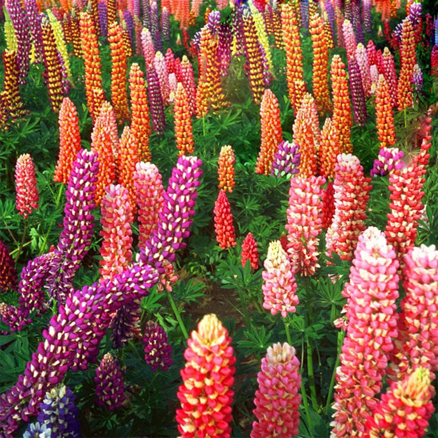 Russell Lupine Mix Lupinus spp. for planting in flower bed