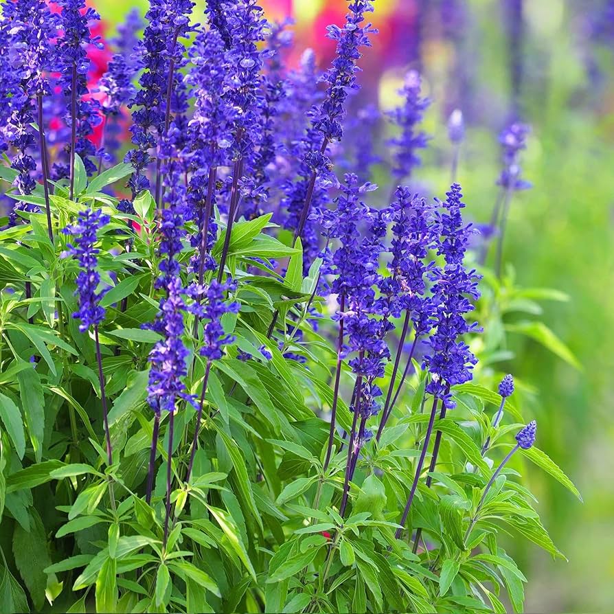 Sage Salvia Farinacea Plants for a fragrant addition to the herb patch