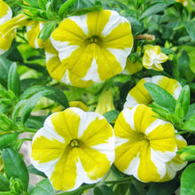 Petunia Calibrachoa Hybrida Yellow Seeds for a bright addition to the Hanging Home Garden Borders