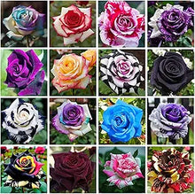 Rose Rosa spp. flower seeds (various colors) for planting in backyard garden or flower beds - for planting in home garden
