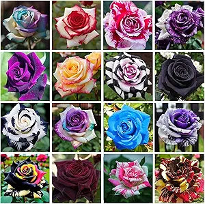 Rose Rosa spp. flower seeds (various colors) for planting in backyard garden or flower beds - for planting in home garden