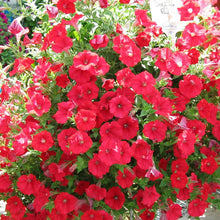 Army Green:Garden Petunia Seeds for long-term planting in the DIY Home Garden Plant Hanging Containers Green