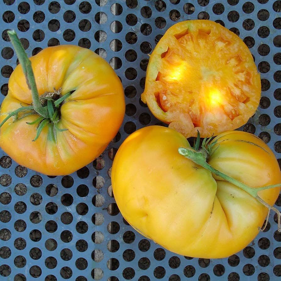 Kellogg's Breakfast tomato plant grown from organic seeds with large, orange-yellow heirloom fruits