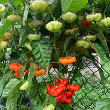 Ajicito Seeds for gardeners building out beds and borders