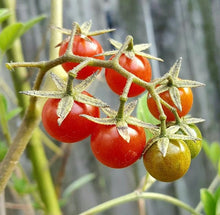 Finger Squash Seeds (Cucurbita moschata) for growers stocking the Vegetable Patch