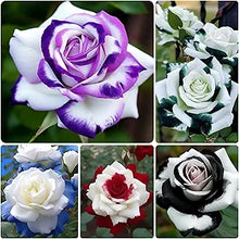Rose Rosa Hybrida Mixed Flower Seeds for Planting – 200 Pcs of Rare Rainbow Color Blooms for Garden Beds and Landscaping