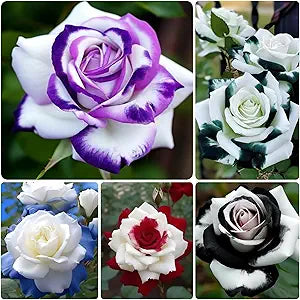 Rare Rainbow Rose Bonsai Mix Seeds â€“ Magical Multicolored Rose Collection