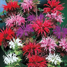 Bee Balm Plant Seeds (Monarda didyma) for a bright addition to the Flower Bed & Garden