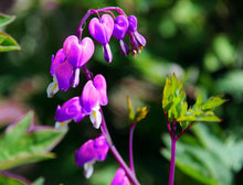 Plant Seeds (Bleeding heart) for a lasting display in the shade garden planting