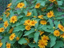 Melampodium Paludosum (Butter Daisy Seeds for a colorful addition to any planting