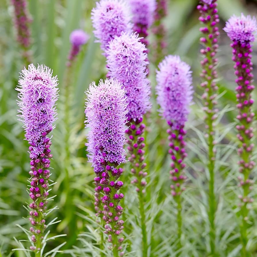 Liatris Spicata Liatris spicata for planting in flower bed