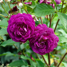 Ebb Tide Deep Purple Rose Seeds for a colorful addition to any planting