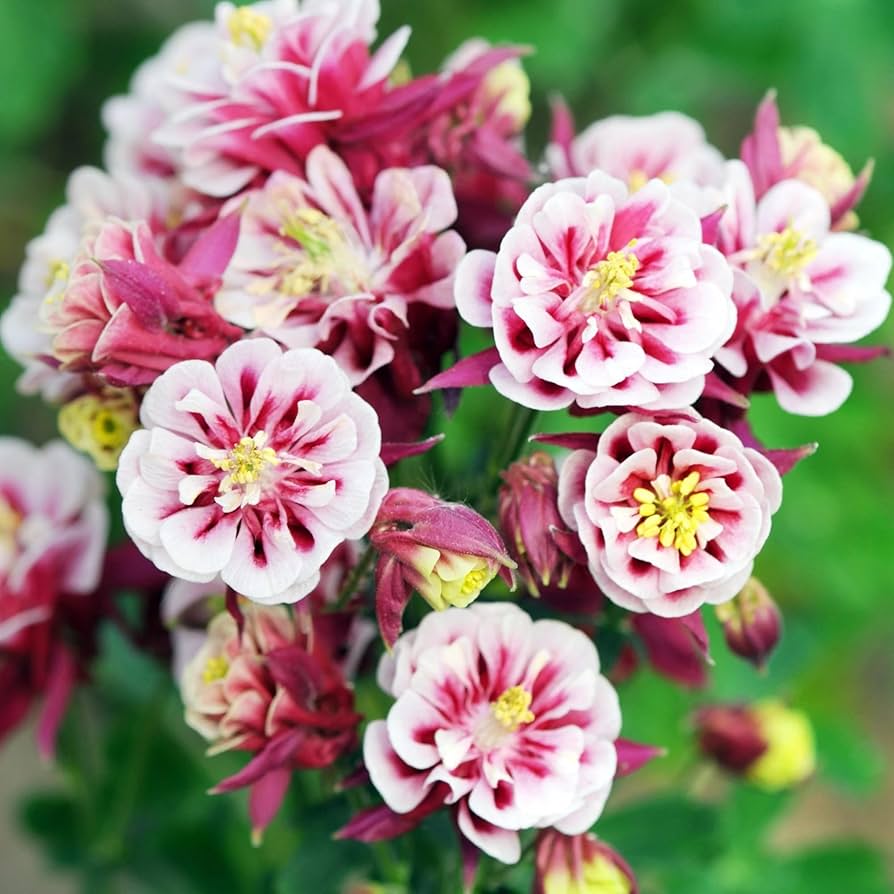 Winky Double Mix Columbine Aquilegia for planting