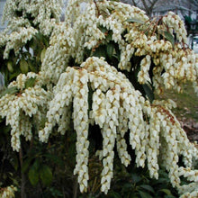 Japanese Pieris ��������� Pieris japonica ��������� for shrub garden planting