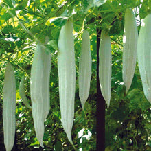 Snake Gourd Seeds (Trichosanthes cucumerina) for productive rows in the Long Snake Variety in Home Garden