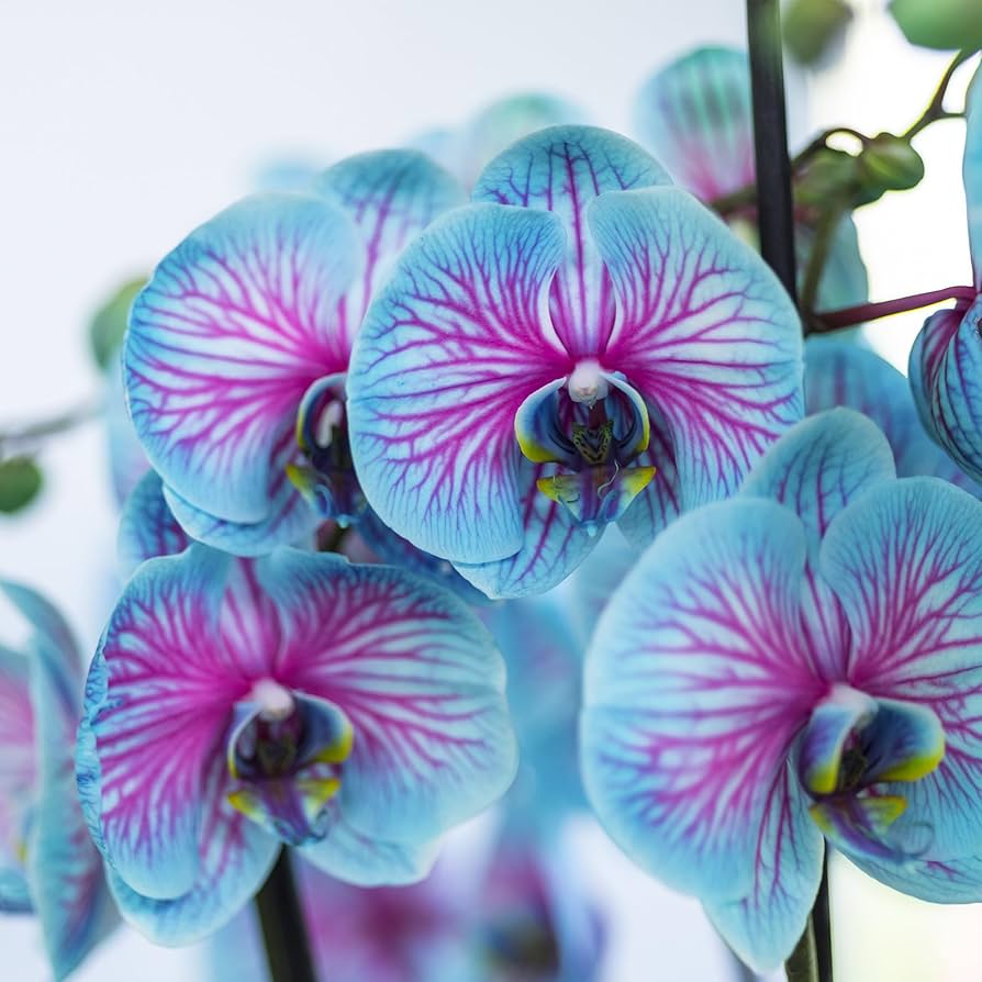 Orchid Seeds for a bright addition to the Home Flower Garden