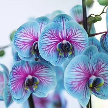 Orchid Cymbidium Cymbidium Orchid Rare Bonsai Blue Flower Seeds for Planting – Elegant Blooms for Indoor Bonsai and Decor