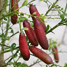 Ice Pink Finger Lime Fruit Seeds for Unique Balcony Plants