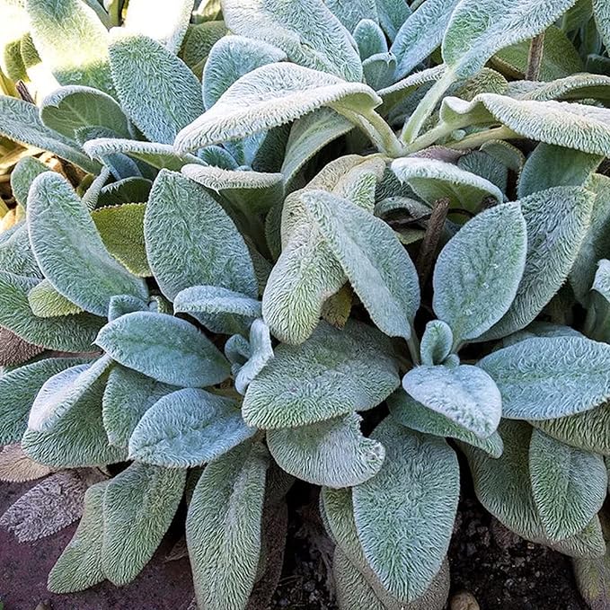 Lamb's Ear perennial flower seeds for garden landscaping