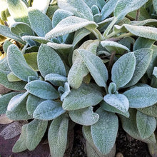 Lamb's Ear perennial flower seeds for garden landscaping