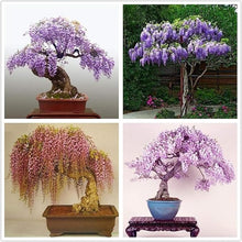 Wisteria Bonsai Flower Seeds for Cascading Blooms