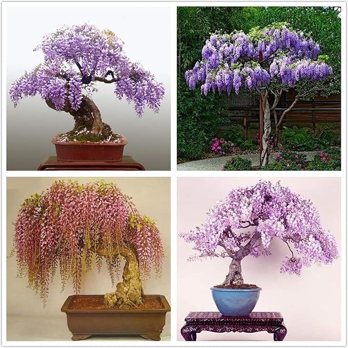 Wisteria Bonsai Flower Seeds for Cascading Blooms
