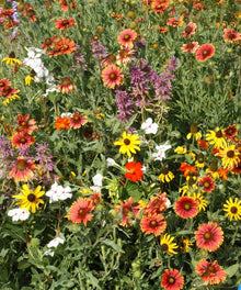 Florida & Gulf Coast Wildflower Seeds for growers filling out the Flower Bed & Home Garden