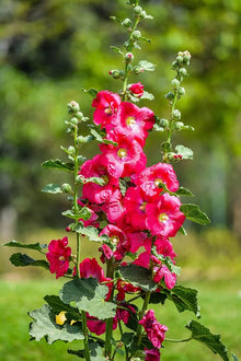Hollyhock flower Seeds (Alcea rosea) for growers filling out the decorative garden borders or tall planters