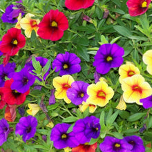 Calibrachoa Seeds (Parviflora hanging) for growers filling out the Calibrachoa basket flower bed