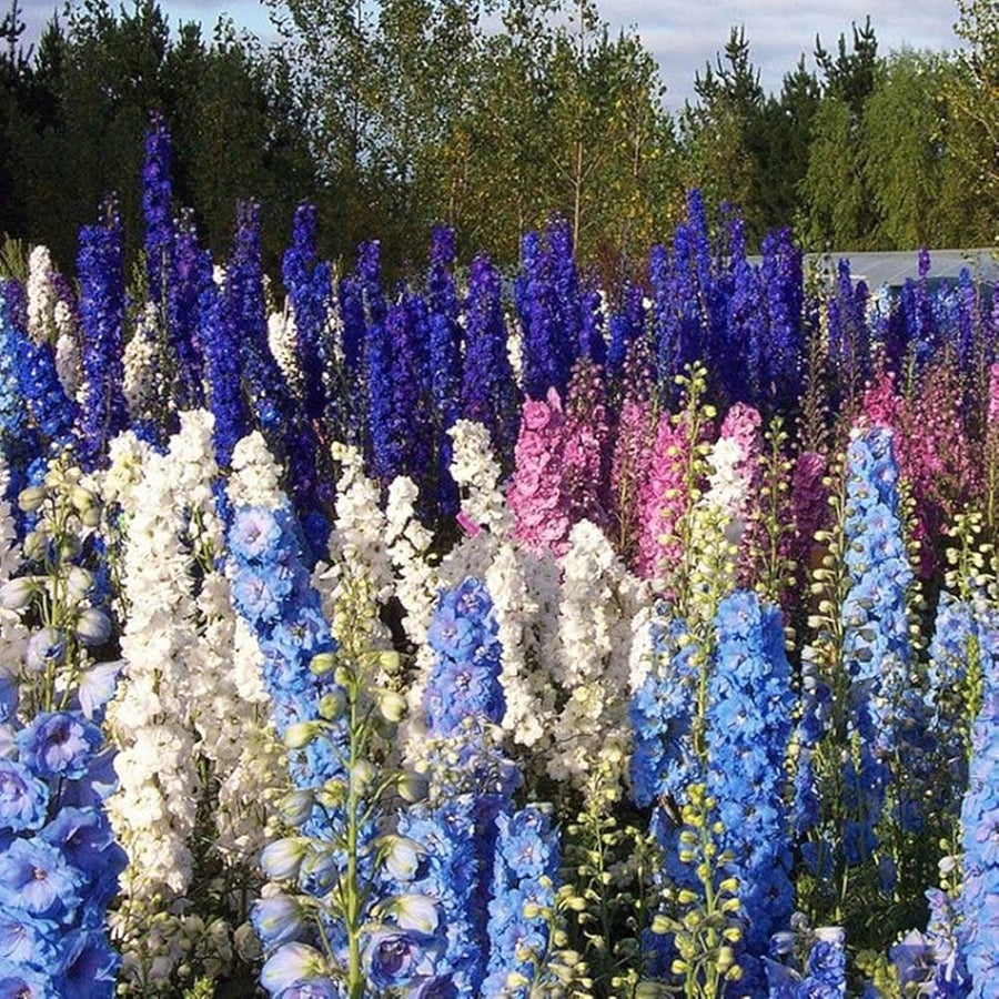 Forking Larkspur King Salmon Seeds for tall, beautiful flowers