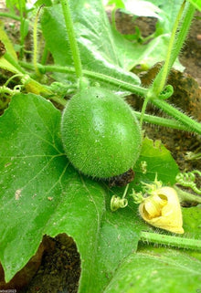 Winter Melon Seeds (Benincasa hispida) for a fresh homegrown crop from the Vegetable Patch