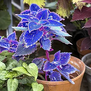Coleus Blue Magic Color Ornamental Flower - for planting in home garden