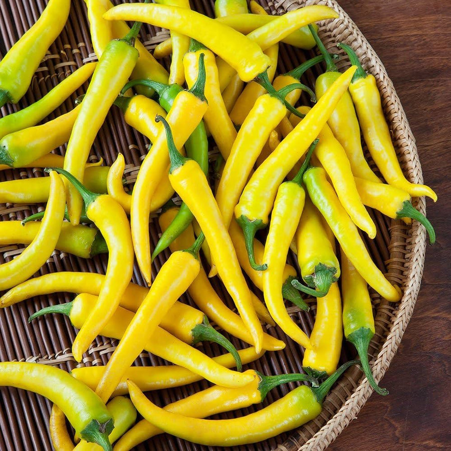 Tomato Solanum lycopersicum Riesen Belgien vegetable seeds for planting in backyard garden or raised beds - for planting in home garden