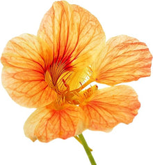 Nasturtium Tropaeolum Majus Red Easy-Grow Seeds for growers seeking a long-blooming display