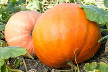 Big Max Pumpkin Seeds (Cucurbita maxima) for growers stocking the large home garden yields and fall planting