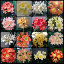 Clivia Clivia miniata flower seeds for planting in indoor pots or shaded home garden spots - for planting in home garden