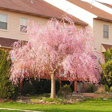 Bonsai Pink Dwarf Cherry Seeds (Prunus spp.) for sweet homegrown fruit in the Flower Bed