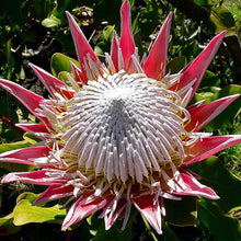 Protea Cynaroides Seeds for seasonal color across the Flower Bed
