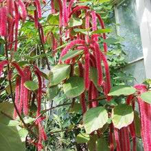Acalypha Pendula Seeds (Acalypha pendula) for a bright addition to the Flower Bed & Garden