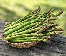 Asparagus Seeds (Asparagus officinalis) for growers stocking the Kitchen Garden