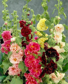 White Malve Seeds for a colorful addition to any planting