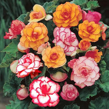 Nine Color Begonia Seeds (Begonia spp.) for long-term planting in the indoor garden bonsai planting
