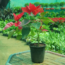 Poinsettia Seeds for growers seeking a long-blooming display