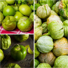 Tomatillo Seeds (Physalis philadelphica) for seasonal color across the kitchen garden and container planting
