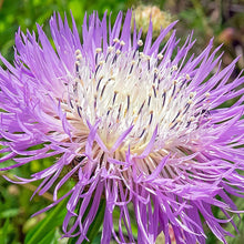 White centaurea flower Seeds (Centaurea cyanus) for a bright addition to the garden beds or balcony pots