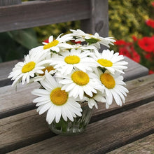 Daisy Seeds (Bellis perennis) for a lasting display in the Flower Bed
