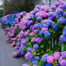 Hydrangea Mixed Seeds (Hydrangea spp.) for vertical growth across the Flower Urban Garden